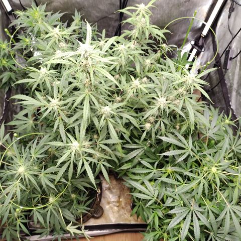 Banana Purple Punch #2 growlog timeline photo