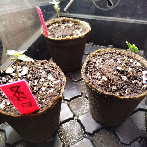 Forbidden Runtz  #1 growlog timeline photo