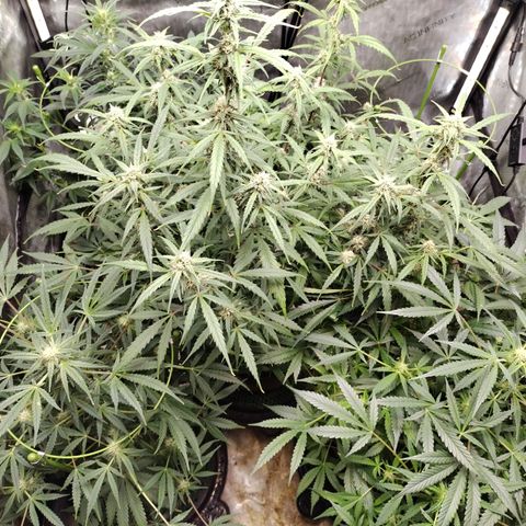 Banana Purple Punch #2 growlog timeline photo