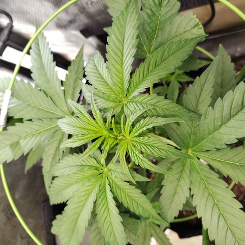 Banana Purple Punch #2 growlog timeline photo