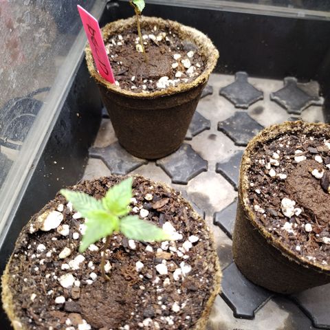 Forbidden Runtz  #1 growlog timeline photo