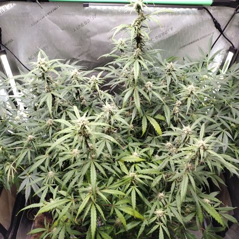 Wedding Glue  #4 growlog timeline photo