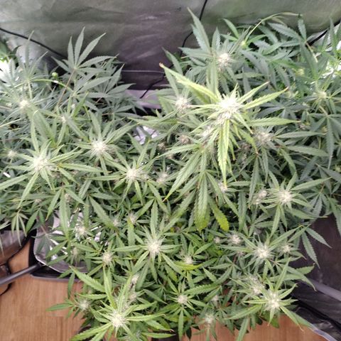 Wedding Glue  #4 growlog timeline photo
