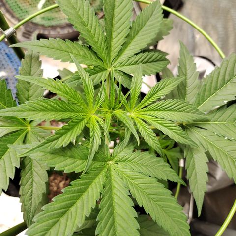 Banana Purple Punch #2 growlog timeline photo