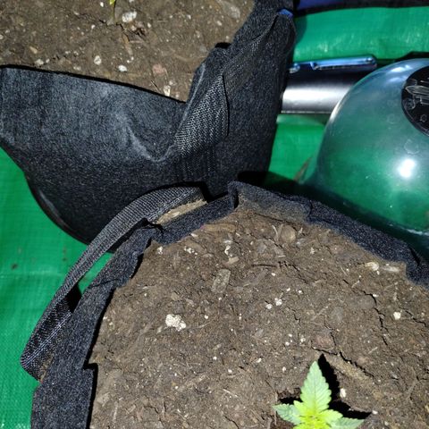 Forbidden Runtz  #1 growlog photo: Transplanted to 3 gal fabric pots 