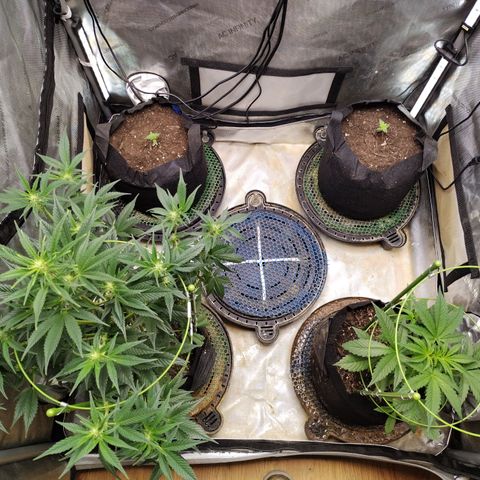 Banana Purple Punch #2 growlog timeline photo