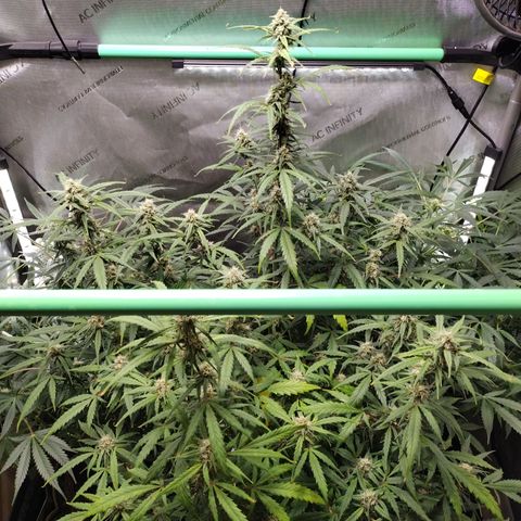 Wedding Glue  #4 growlog timeline photo