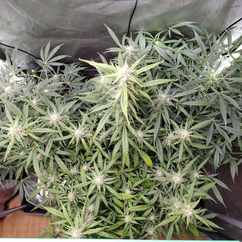 Wedding Glue  #4 growlog timeline photo