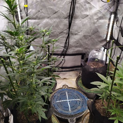 Banana Purple Punch #2 growlog timeline photo