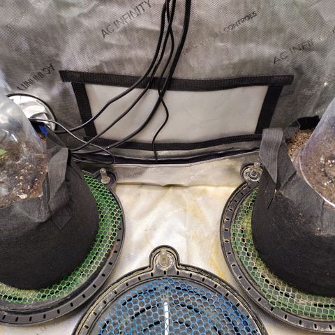 Forbidden Runtz  #1 growlog timeline photo