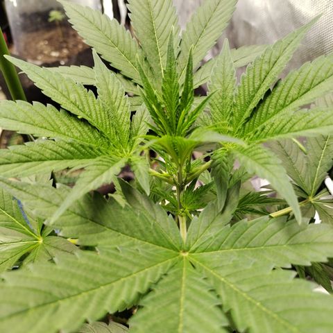 Banana Purple Punch #2 growlog timeline photo