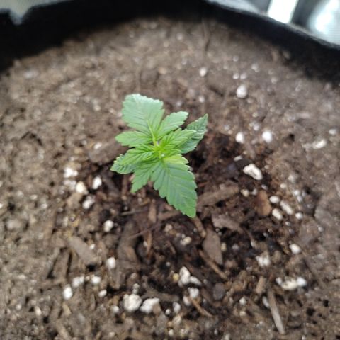 Forbidden Runtz  #1 growlog timeline photo