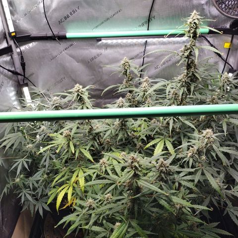 Wedding Glue  #4 growlog timeline photo