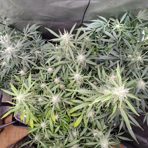 Wedding Glue  #4 growlog timeline photo