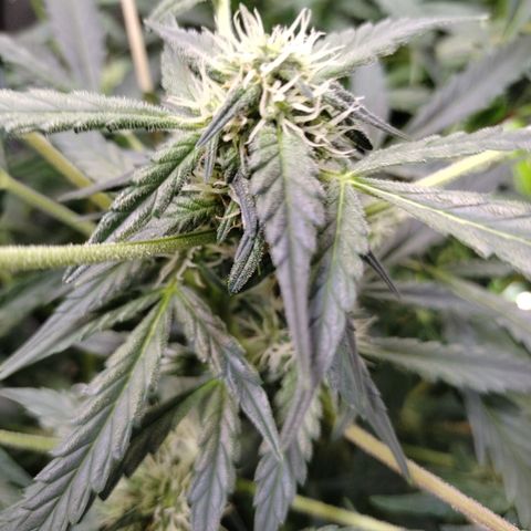 Wedding Glue  #4 growlog timeline photo