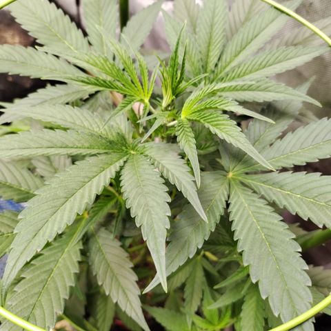 Banana Purple Punch #2 growlog timeline photo
