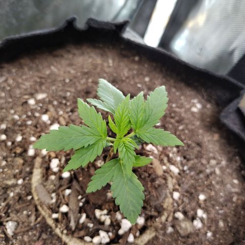Forbidden Runtz  #1 growlog timeline photo