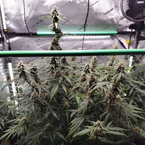 Wedding Glue  #4 growlog timeline photo