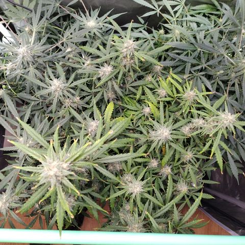 Wedding Glue  #4 growlog photo: Before Defoliation 