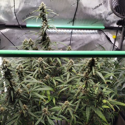 Wedding Glue  #4 growlog photo: After Lollipopping 
