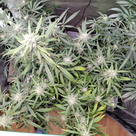 Wedding Glue  #4 growlog photo: After Lollipopping 