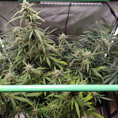 Wedding Glue  #4 growlog timeline photo