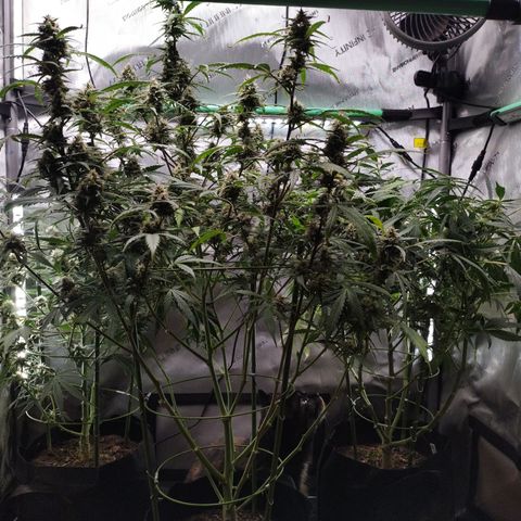 Wedding Glue  #4 growlog photo: After Lollipopping 