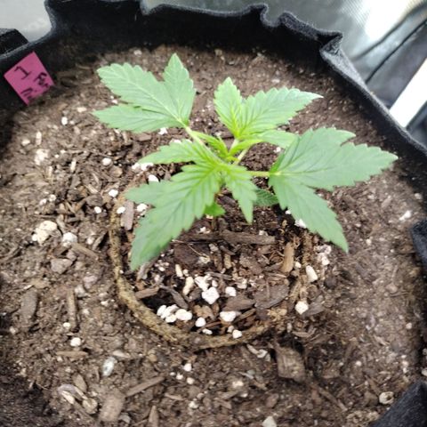 Forbidden Runtz  #1 growlog timeline photo