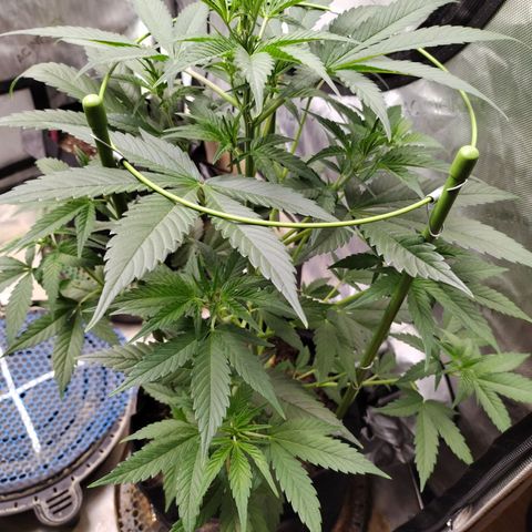 Banana Purple Punch #2 growlog timeline photo