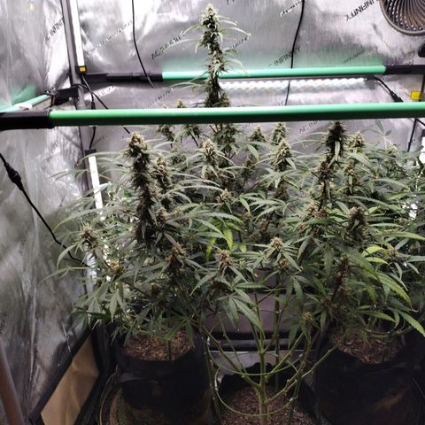 Wedding Glue  #4 growlog timeline photo