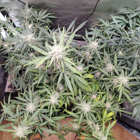 Wedding Glue  #4 growlog timeline photo
