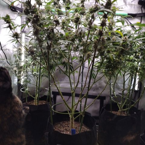 Wedding Glue  #4 growlog timeline photo