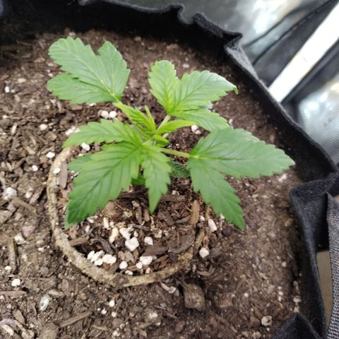 Forbidden Runtz  #1 growlog timeline photo