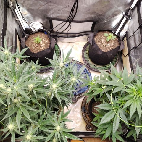 Banana Purple Punch #2 growlog timeline photo