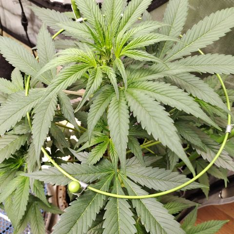 Banana Purple Punch #2 growlog timeline photo