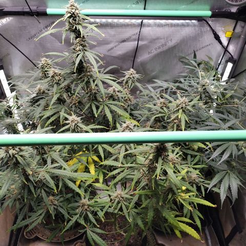 Wedding Glue  #4 growlog timeline photo