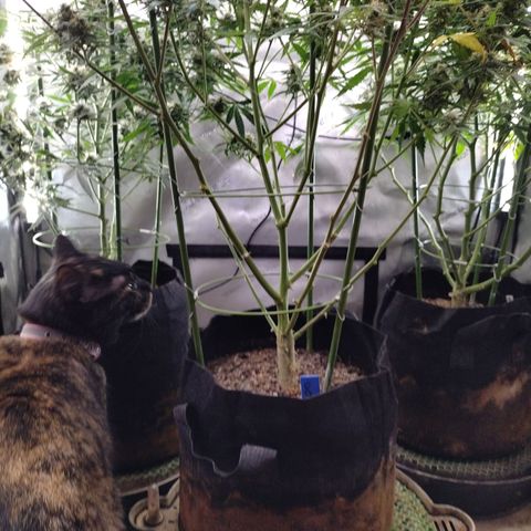 Wedding Glue  #4 growlog timeline photo