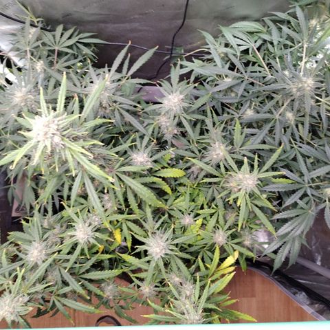 Wedding Glue  #4 growlog timeline photo