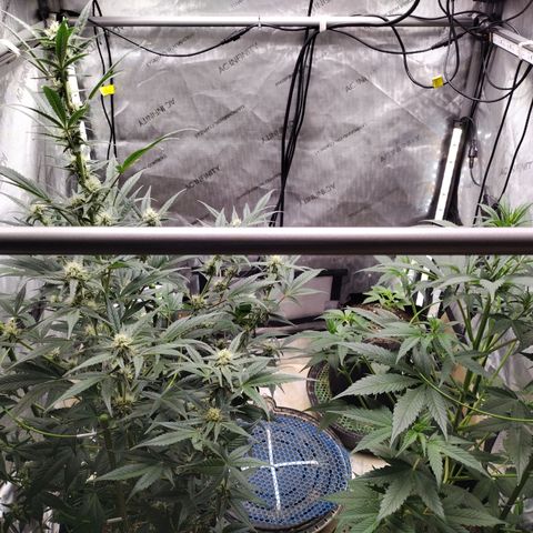 Banana Purple Punch #2 growlog timeline photo