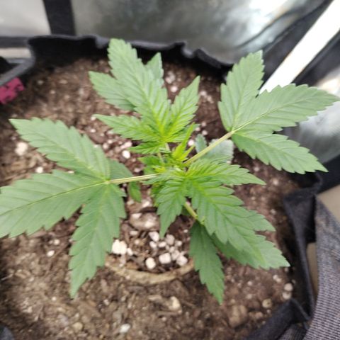 Forbidden Runtz  #1 growlog timeline photo