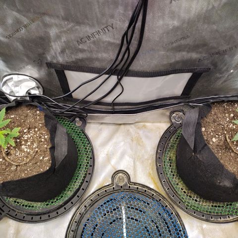 Forbidden Runtz  #1 growlog timeline photo