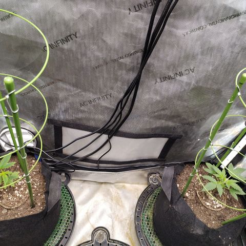 Forbidden Runtz  #1 growlog photo: Installed Cages 