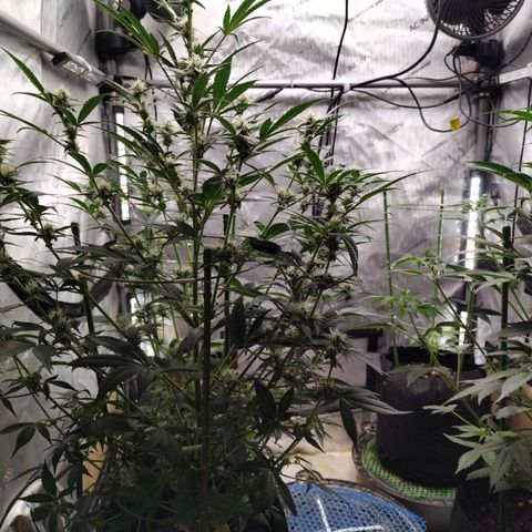 Banana Purple Punch #2 growlog timeline photo