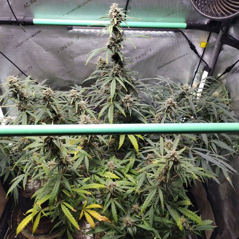 Wedding Glue  #4 growlog timeline photo