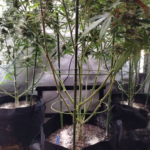 Wedding Glue  #4 growlog timeline photo