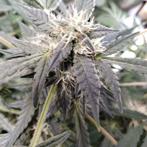 Wedding Glue  #4 growlog timeline photo