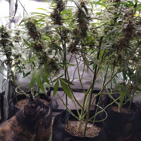 Wedding Glue  #4 growlog timeline photo