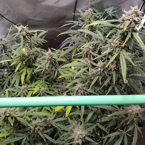 Wedding Glue  #4 growlog timeline photo