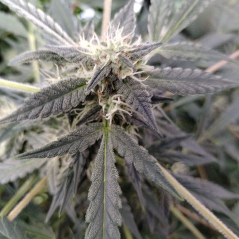 Wedding Glue  #4 growlog timeline photo