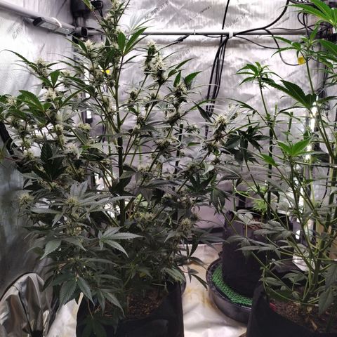 Banana Purple Punch #2 growlog timeline photo